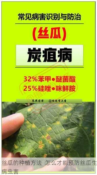 丝瓜的种植方法 怎么才能预防丝瓜生病虫害第1张-蔬菜基地绿色种植产业带 丝瓜的种植方法 怎么才能预防丝瓜生病虫害