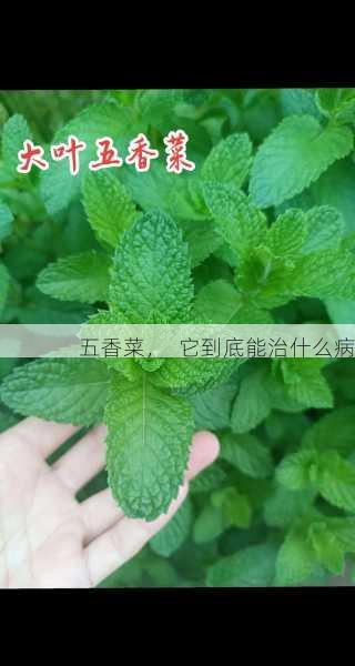 五香菜，  它到底能治什么病第1张-蔬菜基地绿色种植产业带