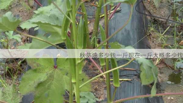 秋葵油多少钱一斤现在一斤大概多少钱第1张-蔬菜基地绿色种植产业带 秋葵油多少钱一斤现在一斤大概多少钱
