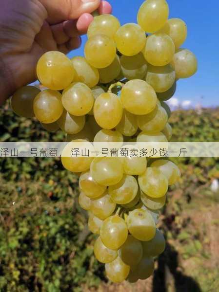 泽山一号葡萄, 泽山一号葡萄卖多少钱一斤第2张-蔬菜基地绿色种植产业带 泽山一号葡萄, 泽山一号葡萄卖多少钱一斤