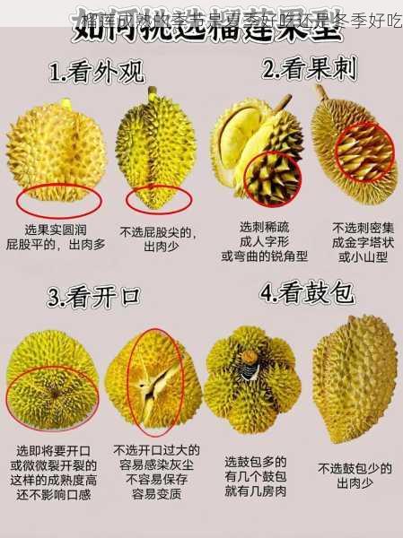 榴莲成熟的季节是夏季好吃还是冬季好吃第2张-蔬菜基地绿色种植产业带 榴莲成熟的季节是夏季好吃还是冬季好吃