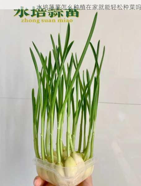 水培蔬菜怎么种植在家就能轻松种菜吗第2张-蔬菜基地绿色种植产业带 水培蔬菜怎么种植在家就能轻松种菜吗