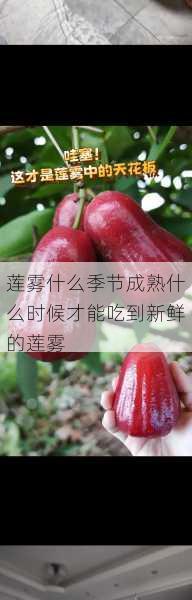 莲雾什么季节成熟什么时候才能吃到新鲜的莲雾第2张-蔬菜基地绿色种植产业带 莲雾什么季节成熟什么时候才能吃到新鲜的莲雾