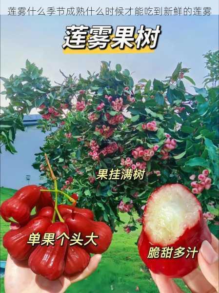 莲雾什么季节成熟什么时候才能吃到新鲜的莲雾第1张-蔬菜基地绿色种植产业带 莲雾什么季节成熟什么时候才能吃到新鲜的莲雾
