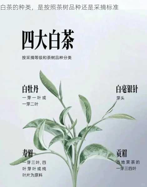 白茶的种类，是按照茶树品种还是采摘标准第1张-蔬菜基地绿色种植产业带