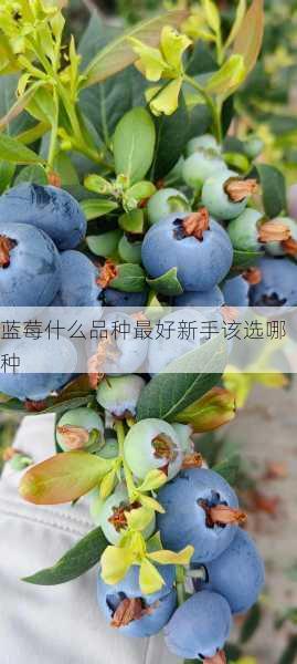 蓝莓什么品种最好新手该选哪种第1张-蔬菜基地绿色种植产业带 蓝莓什么品种最好新手该选哪种