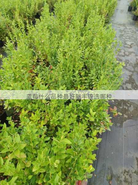 蓝莓什么品种最好新手该选哪种第2张-蔬菜基地绿色种植产业带 蓝莓什么品种最好新手该选哪种