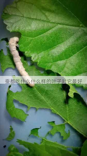 蚕都吃什么什么样的叶子对它最好第1张-蔬菜基地绿色种植产业带 蚕都吃什么什么样的叶子对它最好