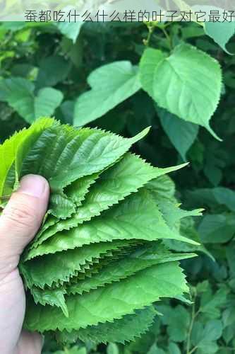 蚕都吃什么什么样的叶子对它最好第2张-蔬菜基地绿色种植产业带 蚕都吃什么什么样的叶子对它最好