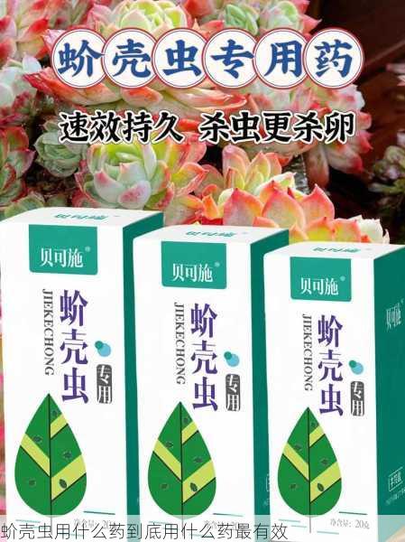 蚧壳虫用什么药到底用什么药最有效第1张-蔬菜基地绿色种植产业带 蚧壳虫用什么药到底用什么药最有效