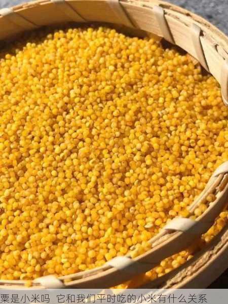 粟是小米吗 它和我们平时吃的小米有什么关系第2张-蔬菜基地绿色种植产业带 粟是小米吗 它和我们平时吃的小米有什么关系