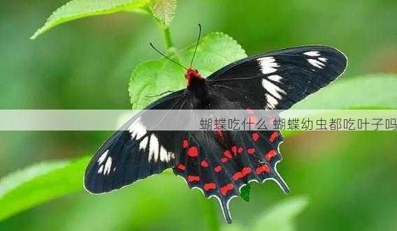 蝴蝶吃什么 蝴蝶幼虫都吃叶子吗第2张-蔬菜基地绿色种植产业带