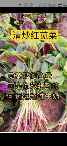 红苋菜,到底有多营养第1张-蔬菜基地绿色种植产业带 红苋菜,到底有多营养