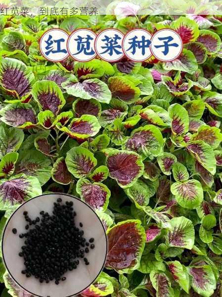 红苋菜,到底有多营养第2张-蔬菜基地绿色种植产业带 红苋菜,到底有多营养