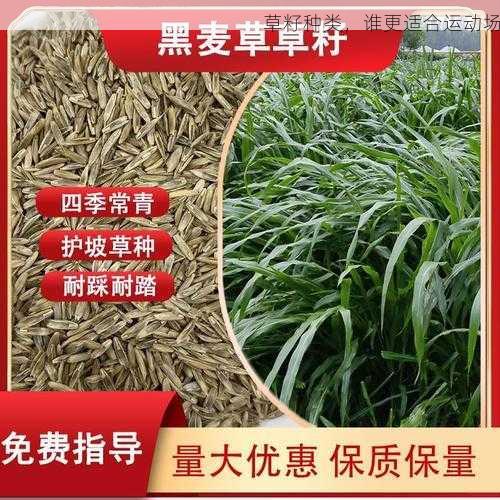草籽种类,谁更适合运动场第1张-蔬菜基地绿色种植产业带 草籽种类,谁更适合运动场