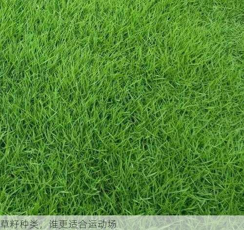 草籽种类,谁更适合运动场第2张-蔬菜基地绿色种植产业带 草籽种类,谁更适合运动场