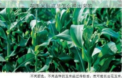 花玉米到底是怎么种出来的第2张-蔬菜基地绿色种植产业带 花玉米到底是怎么种出来的