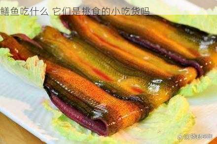 鳝鱼吃什么 它们是挑食的小吃货吗第2张-蔬菜基地绿色种植产业带 鳝鱼吃什么 它们是挑食的小吃货吗