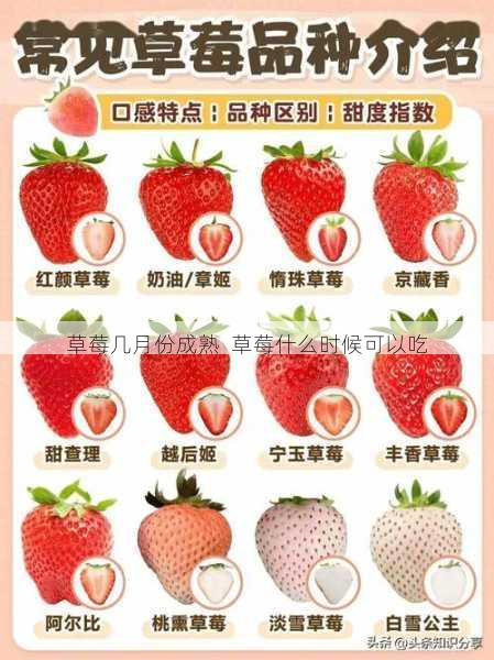草莓几月份成熟 草莓什么时候可以吃第1张-蔬菜基地绿色种植产业带 草莓几月份成熟 草莓什么时候可以吃