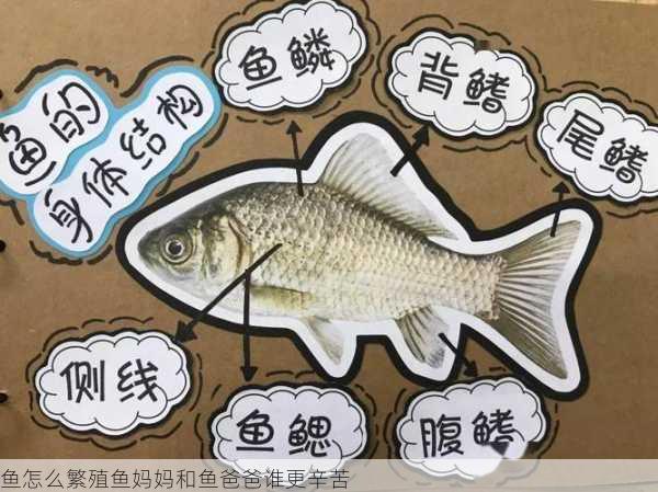 鱼怎么繁殖鱼妈妈和鱼爸爸谁更辛苦第2张-蔬菜基地绿色种植产业带 鱼怎么繁殖鱼妈妈和鱼爸爸谁更辛苦