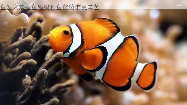 鱼怎么繁殖鱼妈妈和鱼爸爸谁更辛苦第1张-蔬菜基地绿色种植产业带 鱼怎么繁殖鱼妈妈和鱼爸爸谁更辛苦