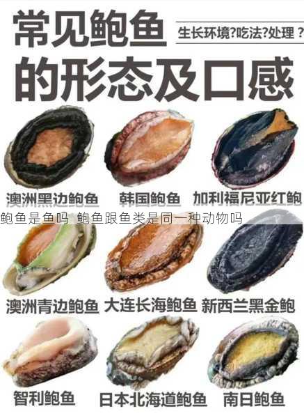 鲍鱼是鱼吗 鲍鱼跟鱼类是同一种动物吗第1张-蔬菜基地绿色种植产业带 鲍鱼是鱼吗 鲍鱼跟鱼类是同一种动物吗