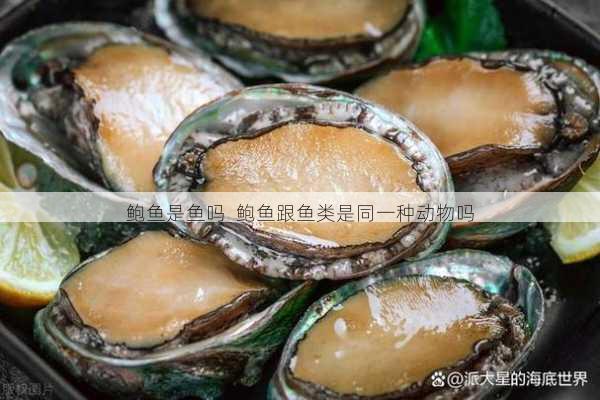 鲍鱼是鱼吗 鲍鱼跟鱼类是同一种动物吗第2张-蔬菜基地绿色种植产业带 鲍鱼是鱼吗 鲍鱼跟鱼类是同一种动物吗