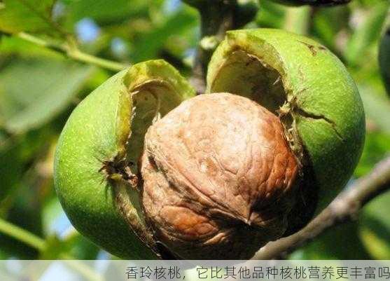 香玲核桃,它比其他品种核桃营养更丰富吗第1张-蔬菜基地绿色种植产业带 香玲核桃,它比其他品种核桃营养更丰富吗