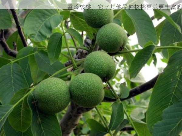香玲核桃,它比其他品种核桃营养更丰富吗第2张-蔬菜基地绿色种植产业带 香玲核桃,它比其他品种核桃营养更丰富吗