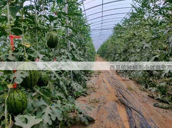 西瓜的种植哪个效益更高第1张-蔬菜基地绿色种植产业带 西瓜的种植哪个效益更高