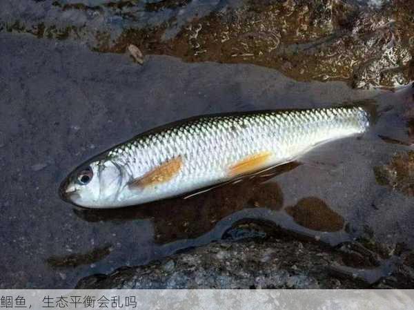 鲴鱼,生态平衡会乱吗第2张-蔬菜基地绿色种植产业带 鲴鱼,生态平衡会乱吗