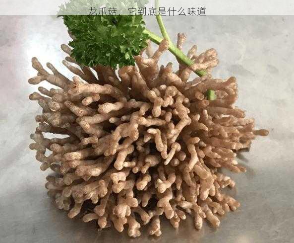 龙爪菇，它到底是什么味道第2张-蔬菜基地绿色种植产业带