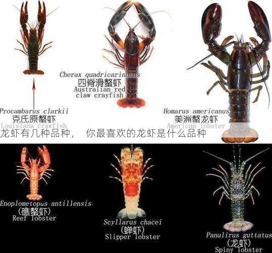 龙虾有几种品种, 你最喜欢的龙虾是什么品种第2张-蔬菜基地绿色种植产业带 龙虾有几种品种, 你最喜欢的龙虾是什么品种