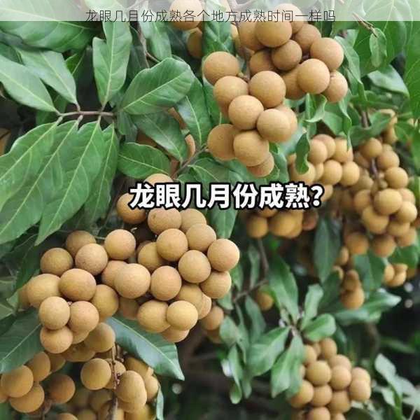 龙眼几月份成熟各个地方成熟时间一样吗第1张-蔬菜基地绿色种植产业带 龙眼几月份成熟各个地方成熟时间一样吗
