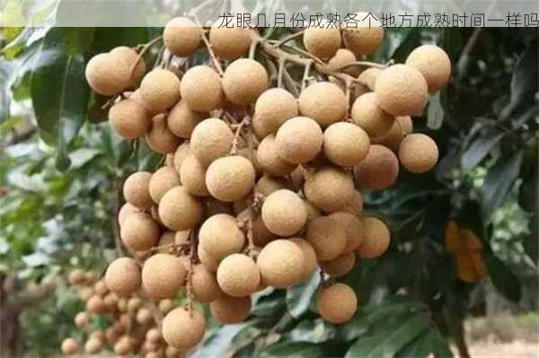 龙眼几月份成熟各个地方成熟时间一样吗第2张-蔬菜基地绿色种植产业带 龙眼几月份成熟各个地方成熟时间一样吗